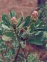 P. caffra x welwitschii bud, Welgevonden, Waterbergs