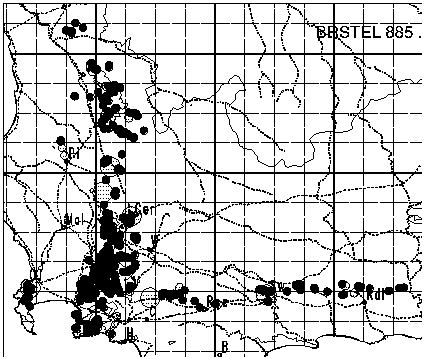 Brabejum stellatifolium Distribution