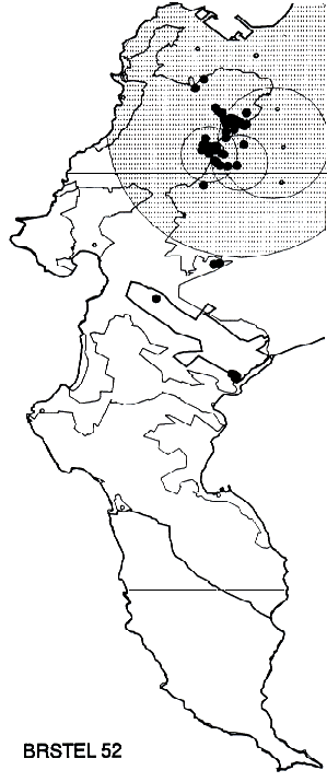 Brabejum stellatifolium Distribution