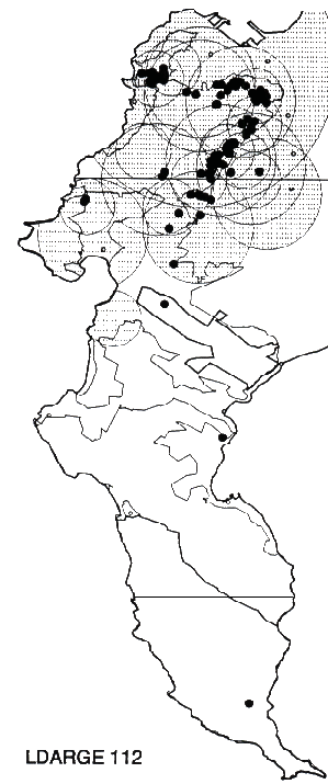Leucadendron argenteum Distribution