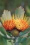 Outeniqua Pincushion - Photo: David Osborne