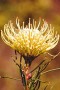 Needle-leaf Pincushion - Photo: Nigel Forshaw