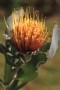 Langeberg Pincushion - Photo: David Osborne