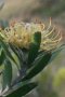 Breede River Pincushion - Photo: Chris Berens