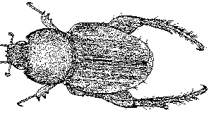 Diaplochelus longipes - Drawing: John Rainbird