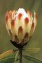 Protea baumi robusta - Photo: Mervyn Lotter