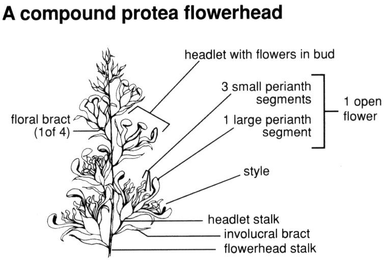 Flowerhead - Drawing: Copyright SASOL Proteas