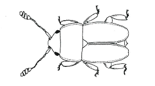 Pria cinerascens - Drawing: Scholtz & Holme 1985:  p246