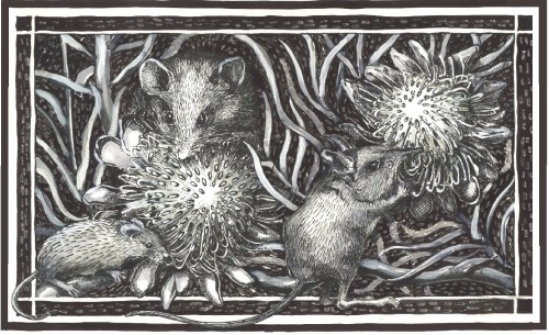 Rodents pollinating Proteas - Drawing: Trish Fleming