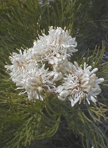 Cluster Spiderhead - Photo: Nigel Forshaw