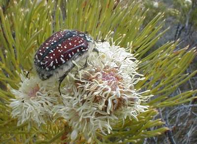 Scarab Beetle - Photo: Nigel Forshaw