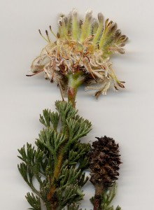 Serruria delphiniifolia - Scanned: NBI