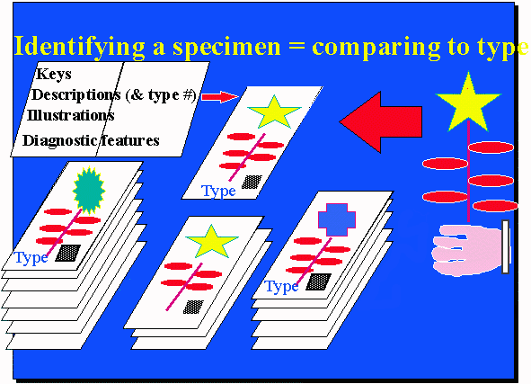 Identifying a Specimen