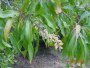 F. saligna flowerhead, Tonquani, Magaliesberg