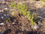 Eaten Leucospermum saxosum