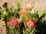 Leucospermum saxosum