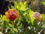 Leucospermum saxosum