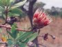 P. caffra x welwitschii flower, Welgevonden, Waterberg