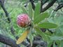 P. caffra bud, Tonquani, Magaliesberg 2002