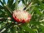 P. caffra flowerhead, Tonquani,Magaliesberg