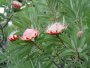 P. caffra flowers open, Magaliesberg