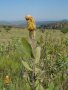 P. welwitschii bud, Tonquani, Magaliesberg