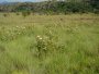 P. welwitschii colony, Tonquani, Magaliesberg