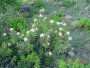 P. welwitschii in flower, Tonquani, Magaliesberg