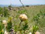 P. welwitschii with multiple flowerheads, Magaliesberg