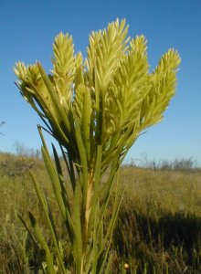 Needle-leaf Featherbush - Male - Photo: Nigel Forshaw