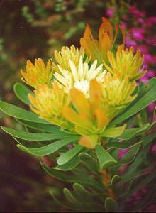 Broad-leaf Featherbush - Female - Photo: Nigel Forshaw