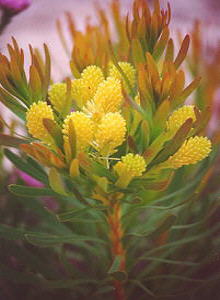 Broad-leaf Featherbush - Male - Photo: Nigel Forshaw