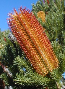 Banksia ericoides - Photo: Nigel Forshaw