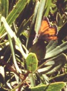 Butterfly laying eggs on Protea simplex