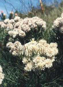 Photo: Corey van der Laan