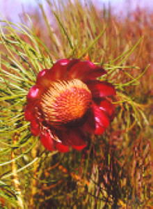 Photo: Nigel Forshaw