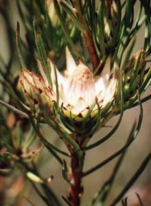 Photo: Nigel Forshaw