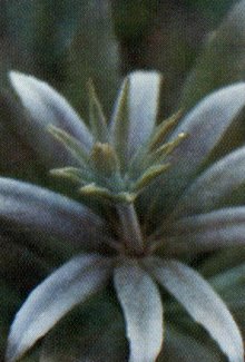 December 1999 Competition