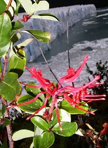 Embothrium coccineum - Photo: Adrian Moehl