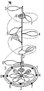 Leaves of Protea cynaroides
