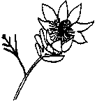 Blushing Bride - Serruria florida