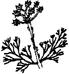 Longstalk Spiderhead - Serruria elongata