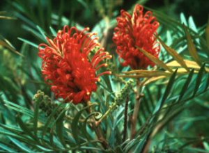 Scarlet Silky Oak - Photo: NBI Collection