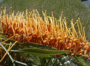 Silky Oak - Photo: Nigel Forshaw