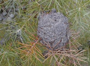 Cocktail Ants Nest - Photo: Nigel Forshaw