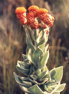 Strawberry Everlasting - Photo: NBI Collection