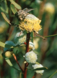 Scraggly Conebush - Photo: NBI Collection