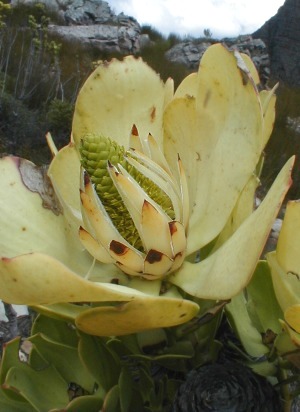 Climax Conebush - Photo: Nigel Forshaw