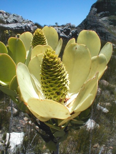 Climax Conebush - Photo: Nigel Forshaw