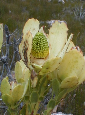 Climax Conebush - Photo: Nigel Forshaw